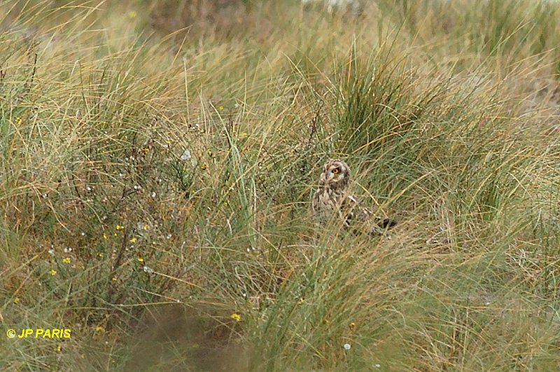 Asio flammeus